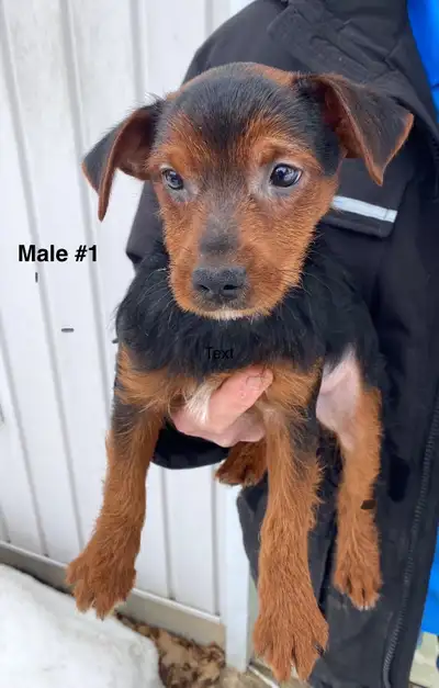 3 Male Yorkie Chihuahua Pups Looking for their forever homes . 16 Wks old . Tan and Black in colour...