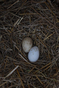 Sebastopol Goose Hatching Eggs