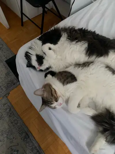 Lovley Bonded Cats URGENT, View more