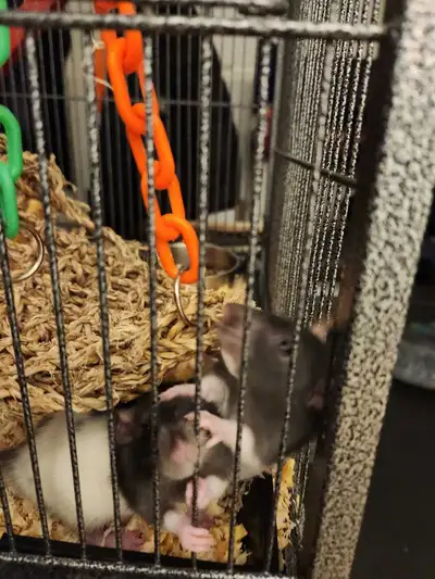 Two bonded females rats  and cage, View more
