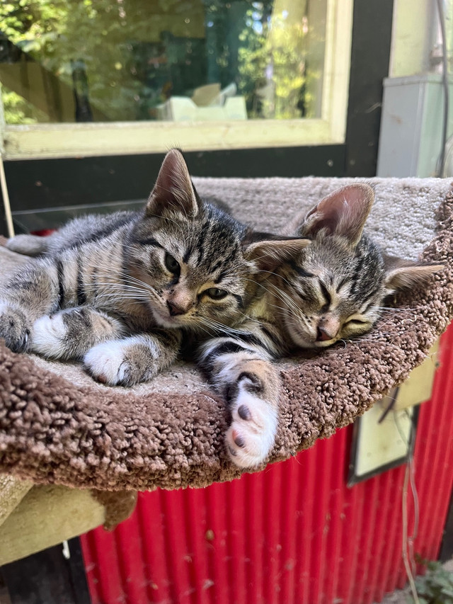 Bengal mix Kittens for adoption | Cats & Kittens for Rehoming