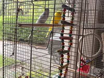 2 Budgies with cage & accessories looking for a loving home, View more