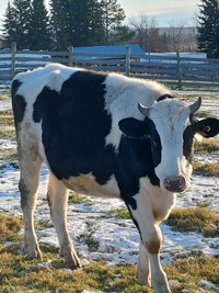 Holstein steer