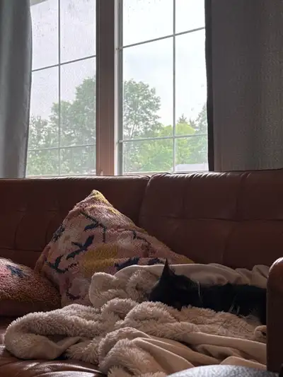Responsible Tenant Looking for Cat-Friendly 2–3 Bedroom Rental
