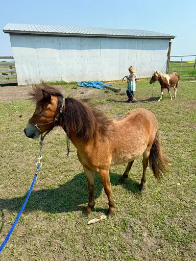 two mini ponies, View more