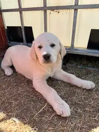 Adorable puppies looking for their new home