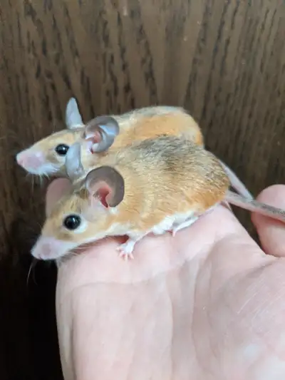 Rare satin coat Egyptian spiny mice, View more