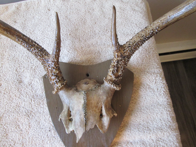 vintage Antlers, View more