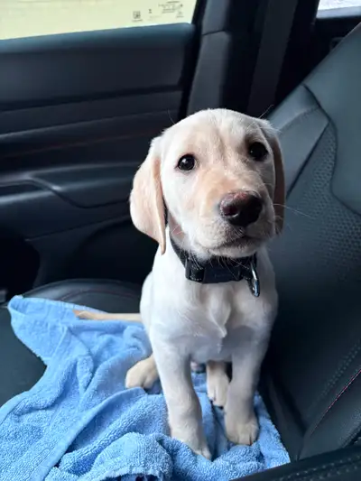 Puppy for rehoming, View more