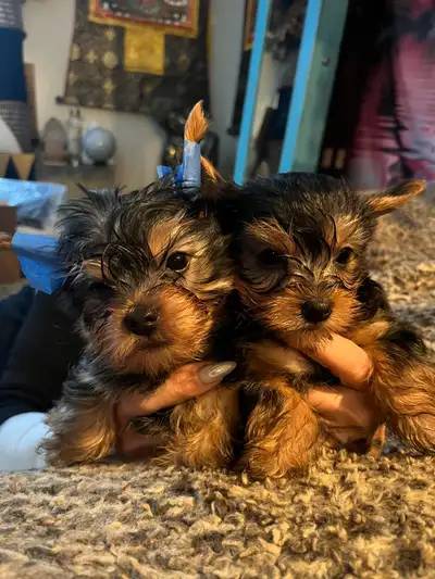 Yorkie Puppies, View more