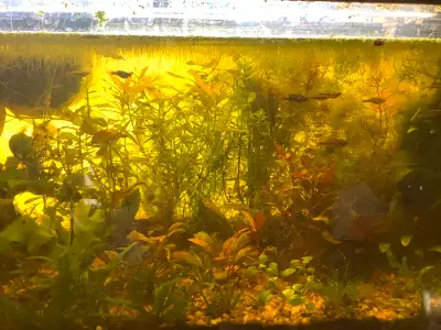 I have hundreds of aquarium plants looking to get rid of. I’ll sell or trade cheap. I have pales ful...