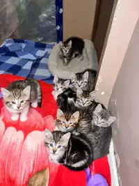 Kittens for adoption!