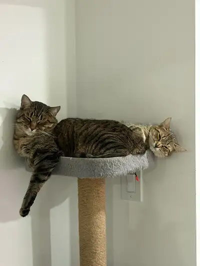 Male and Female Tabby Cat - $200, View more