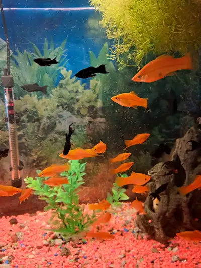 Poisson swordtail rouge, View more