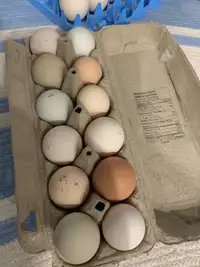 Colourful fertile hatching eggs