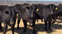 Top Quality Black Angus Replacement Heifers