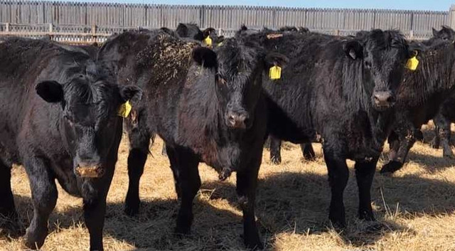 Top Quality Black Angus Replacement Heifers in Livestock in Penticton - Image 2