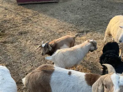 Boer x Nigerian dwarf intact Bucks, View more