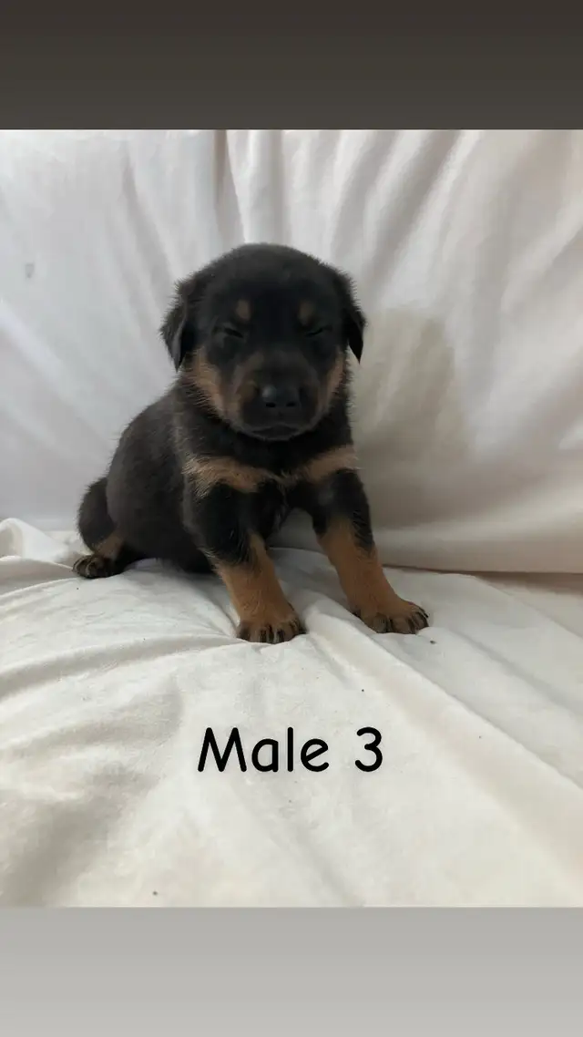 READY TO GO! Rottweiler x Lab puppies in Dogs & Puppies for Rehoming in Hamilton - Image 4