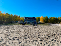 Summer Camps and Riding Lessons