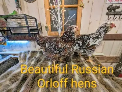 Russian orloff eagle chicken , View more