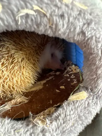 Hedgehog for sale 200$, View more