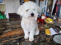 One year old mini poodle