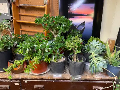 BULK PLANT SALES House plants FROM $10, View more