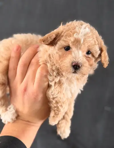 Tiny bichonpoo puppies, View more