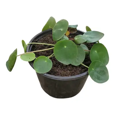 Chinese Money Plant in a 6" Pot for Sale Bring Good Energy & Style Into Your Home! Brighten your spa...