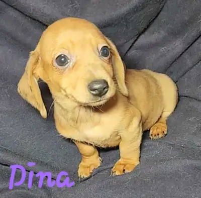 LAST ONE! Beautiful Female Mini Dachshund Puppies, View more