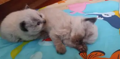 Ragdoll Kittens, View more