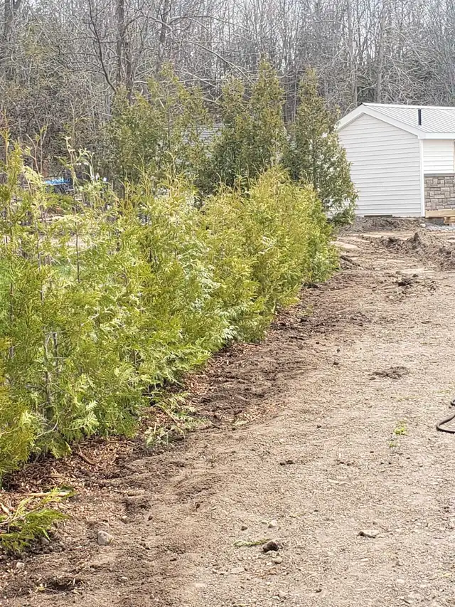 Cedar Trees  in Plants, Fertilizer & Soil in Belleville - Image 7