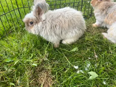angora bunnies looking for forever home, View more