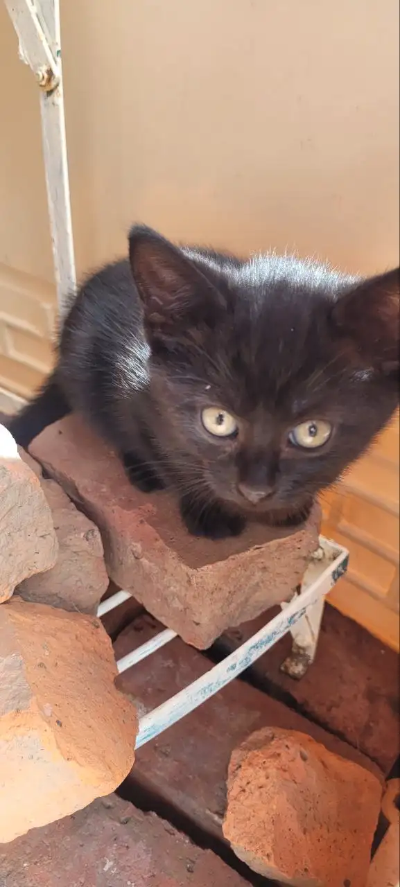 Urgent: Loving Kittens Ready for Adoption  in Cats & Kittens for Rehoming in Truro - Image 7
