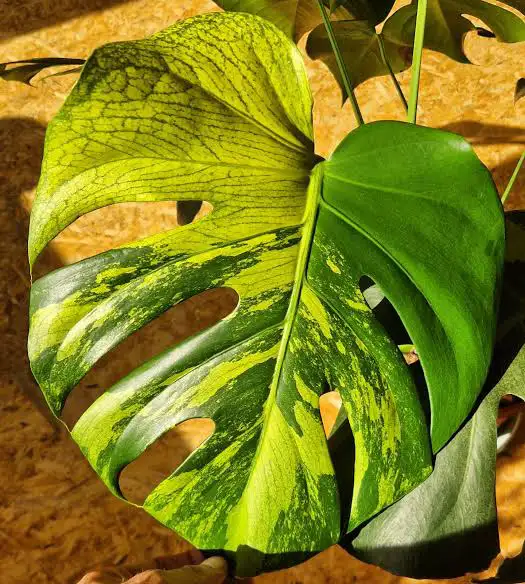 Monstera variegated cuttings upto 2metre length- with many roots in Plants, Fertilizer & Soil in City of Toronto - Image 7