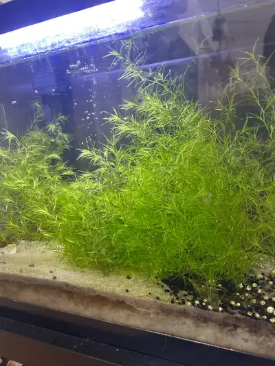 Guppy Grass for Sale $5 - full Large ziplock , View more