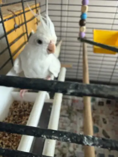 Cockatiel, View more