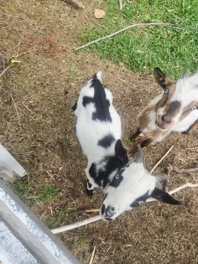 Pygmy goats for sale, View more