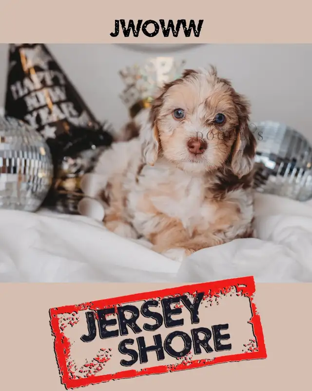 Multigenerational Mini Sheepadoodle available. Will be 30-35lbs in Cats & Kittens for Rehoming in City of Toronto - Image 2