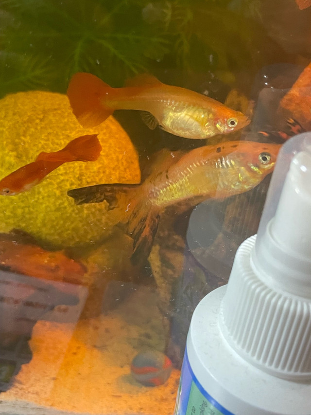 Assorted Female Guppies | NEED GONE FAST! in Fish for Rehoming in Mississauga / Peel Region - Image 3