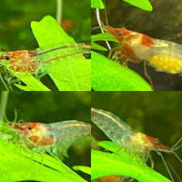 Red Rili Neocaridina - Cull shrimp 