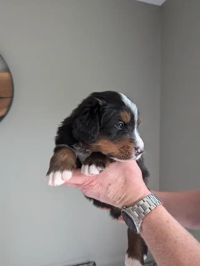 Well bred Purebred Bernese Mountain Dog Puppies in Dogs & Puppies for Rehoming in Sarnia - Image 5