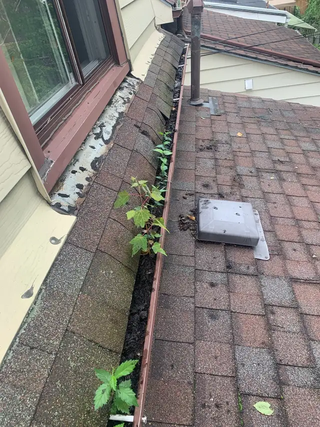 Lawn care + Yardwork in Lawn, Tree Maintenance & Eavestrough in City of Toronto - Image 10