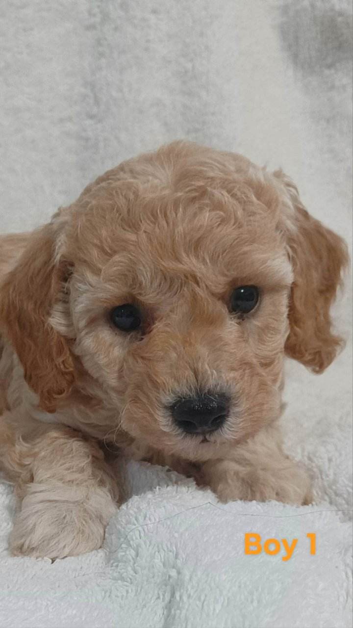 Toy Poodle Puppies Dogs & Puppies for Rehoming New Glasgow Kijiji