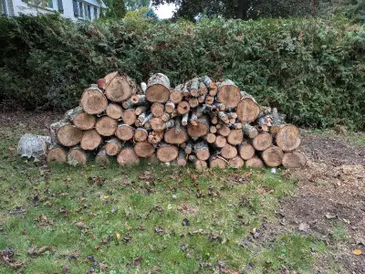 free birch wood, View more