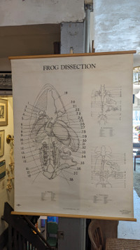 Frog Science Diagram