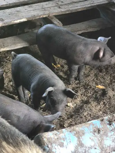 Large black/Gloucester spot piglets, View more