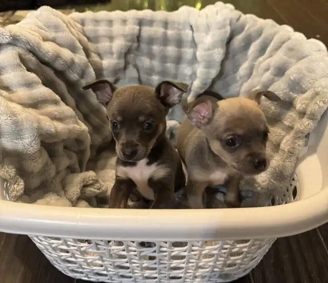 High Quality Tri Blue Chihuahua | Dogs & Puppies for Rehoming | City of ...