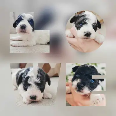 BichPoo Pups, Ready TODAY!, View more